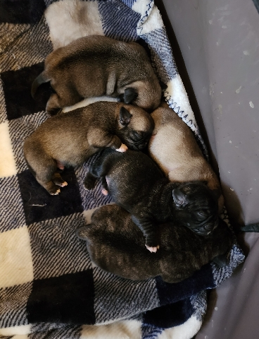 Pug – puppies for sale