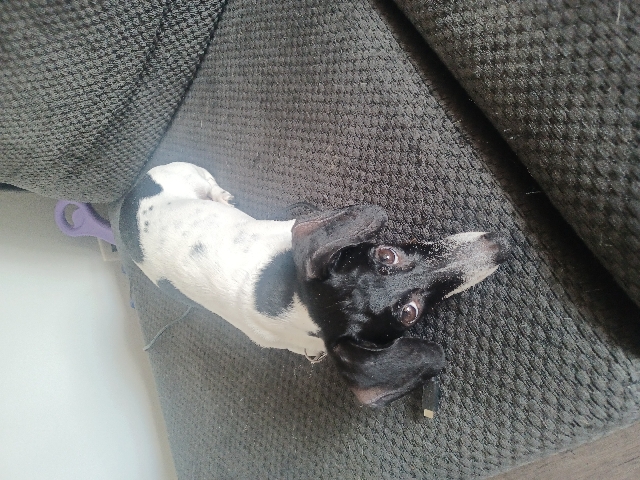 Dachshund – 6 year old dachshund female fixed