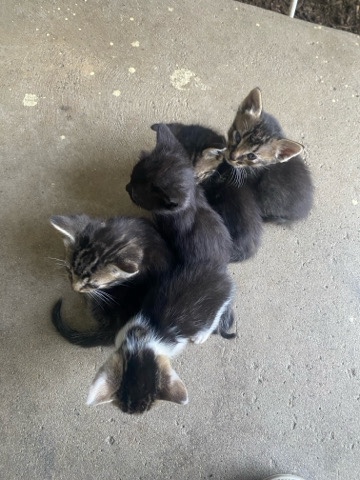 kittys