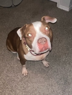 American Bulldog – Honey needs a new home ❤️
