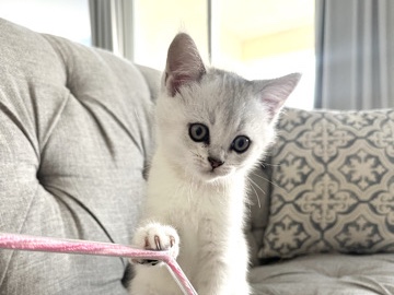 Scottish Fold – Scottish male kitten – Roseville