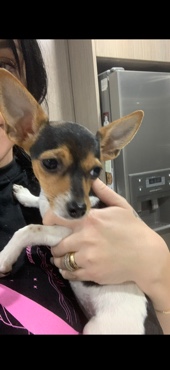 Chihuahua – mini foxy/chihuahua