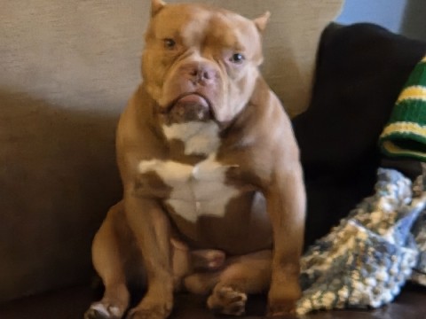 French Bulldog – Adorable Frenchie mix – Aurora