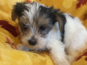 Yorkshire Terrier – APRI Parti Yorkie – Phoenix