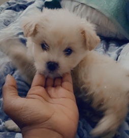 Maltipoo (male) puppy