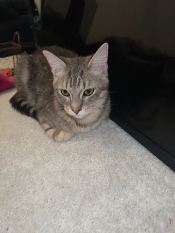 Russian White, Black and Tabby – young cat