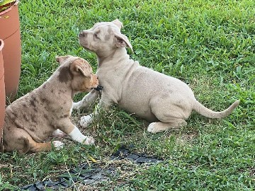 Xl Bullies