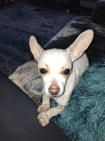 Chihuahua – chihuahua for sale