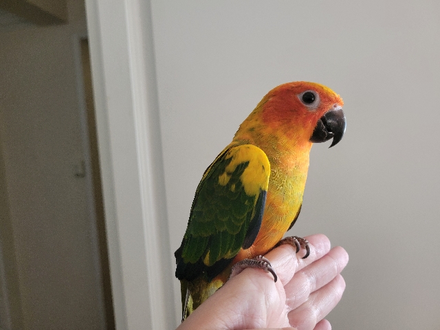 Sun Conure
