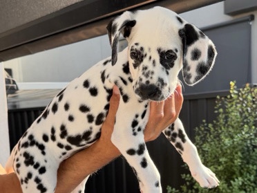 Dalmatian – Dalmatian pure gorgeous girl ❤️red girl – Avondale Heights