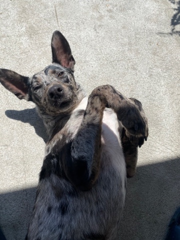 Australian Kelpie – Australian