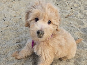 mini goldendoodle for sale – New Canaan