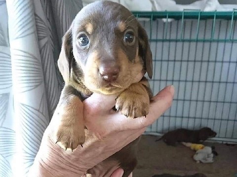 Dachshund – adorable baby for new home