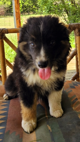 Australian Shepherd – AKC Australian shepherd puppies TriColor Female