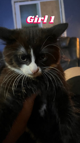 Kittens
