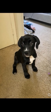 Labrador Retriever – Labrador retriever