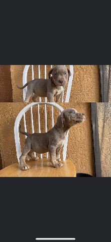 tri colored pocket bullies