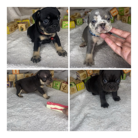 French Bulldog – French Bulldog Puppies - 1 female/3Males