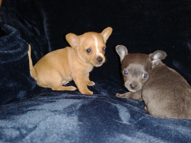 Buy Chihuahua meet smokey and bandit for sale in your area