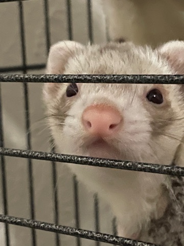2 young ferrets