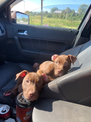 American Pit Bull Terrier – twin sis pit bull puppies