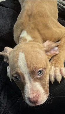 Bulldog – Fully breaded Pitbull