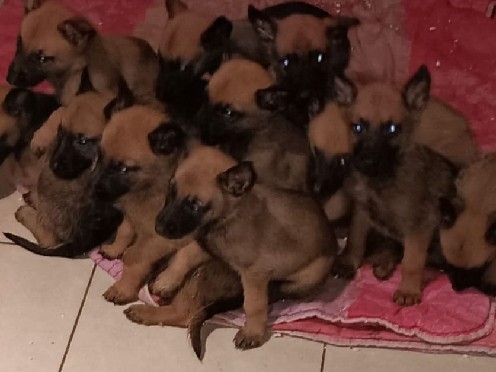 Image of Belgian Shepherd Dog (Malinois)