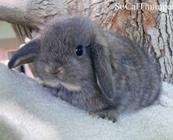 Holland Lop – Holland lop babies