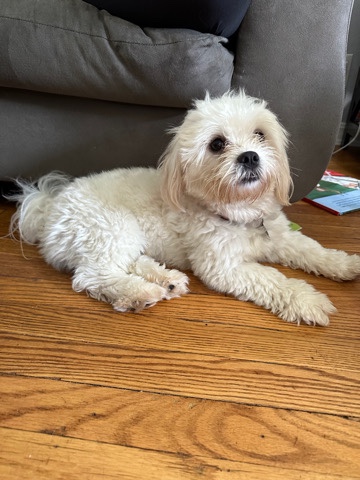 Poodle – Bichon Frise