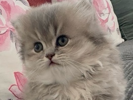 Nebelung – Golden British longhair male – Abu Dhabi