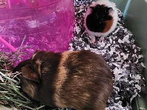 2 adult female guinea pigs