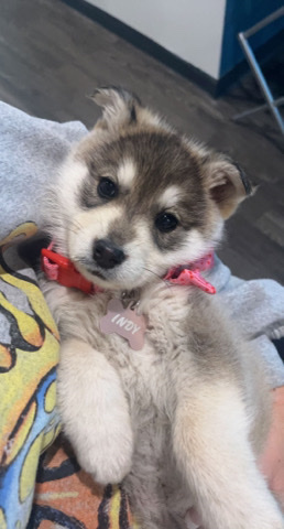 8 week husky/German Shepard mix