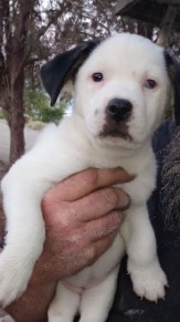 American Pit Bull Terrier – ready for loving family