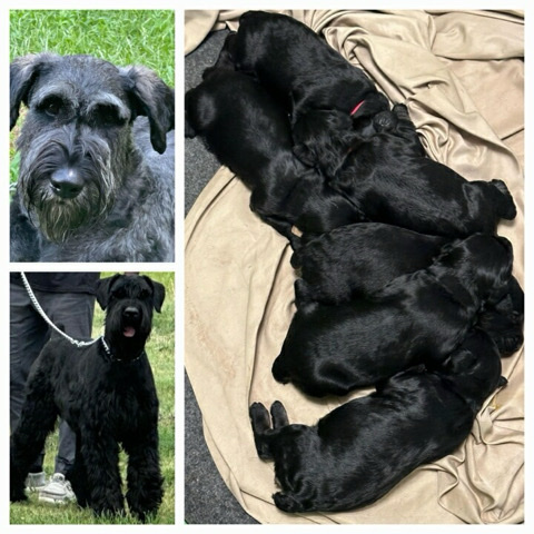 Giant Schnauzer – Giant Schnauzer Puppies