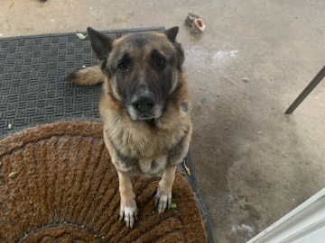 German Shepherd – German shepherd – Ceres