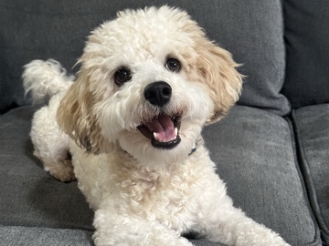 Doodle – Bichon poodle – Ardmore