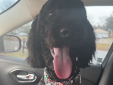 Goldendoodle – Black Golden Doodle – Indianapolis
