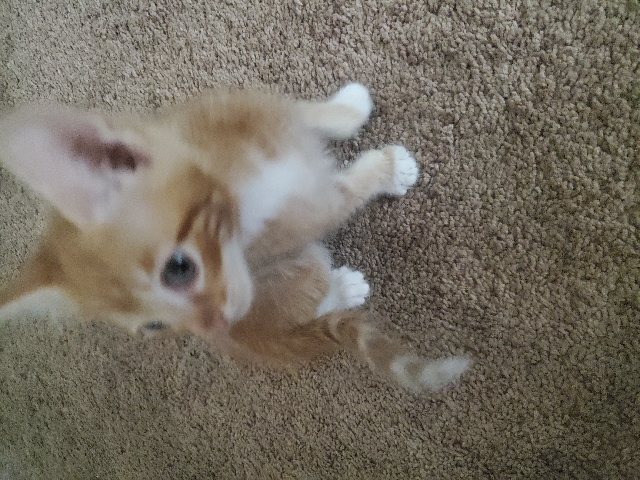 American Shorthair – Need to sell ASAP