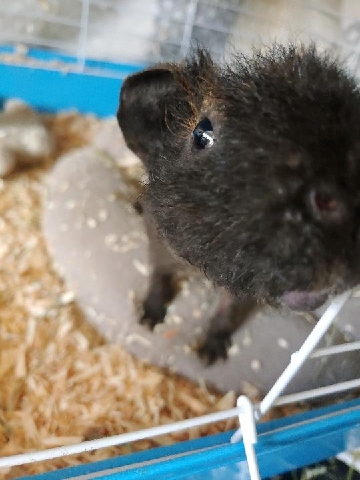 Adorable Hairless Guinea pig