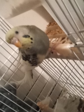 Indian Ringneck Parakeet – Looking for a loving home for 2 young parakeets