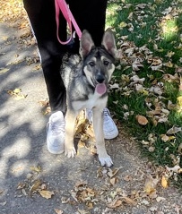 German Shepherd – German Shepard/ Siberian Husky