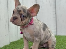 Image of French Bulldog