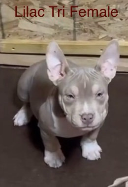 American Bulldog – Pet Home American Pocket Bully Available