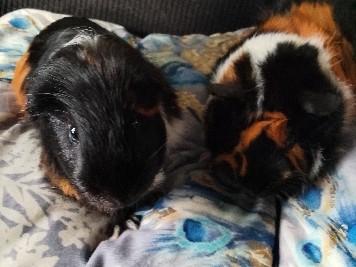 Guinea Pig – Johnny and max – Kent