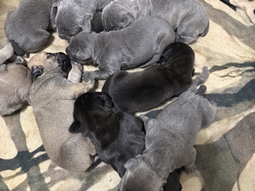 Cane Corso – Cane Corso puppies – New Tazewell