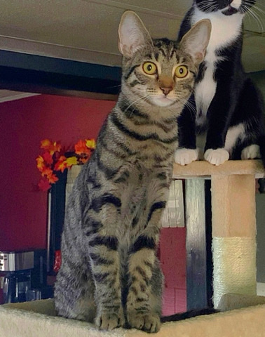 Penelope