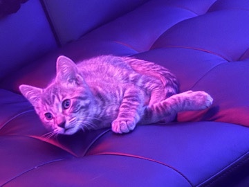 Russian White, Black and Tabby – free kitten – Niles