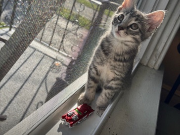 American Shorthair - domestic shorthair cat available for adoption in Fall River