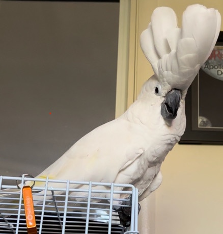 Beautiful Cockatoo For Sale w/ Fun Personality 