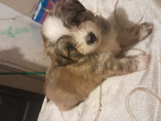 beautiful maltese mix with retriever
